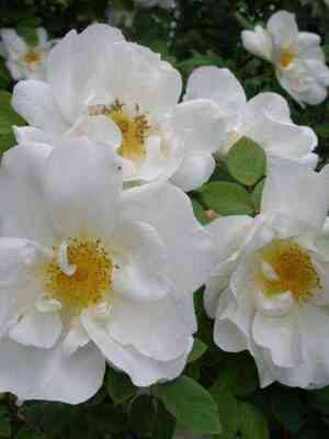 nevada_nevada_optimized.jpg Невада (Nevada)