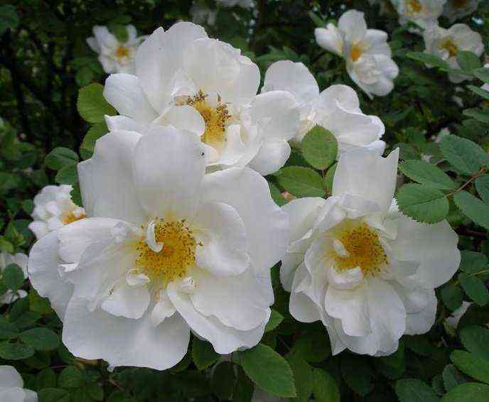 Невада (Nevada)