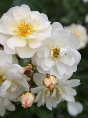 Нэж д’Этэ (Neiged’Ete)