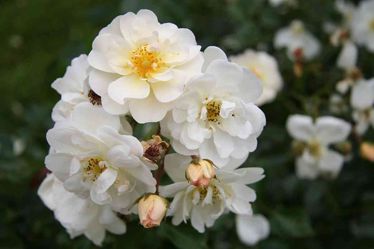 nezh-d-ete.jpg Нэж д’Этэ (Neiged’Ete)