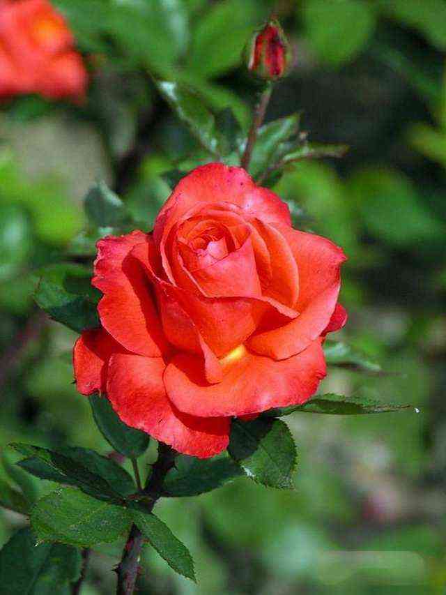 nikito.jpg Никита (Nikita)