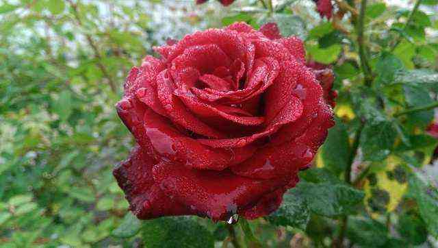 Никколо Паганини (Niccolo Paganini)