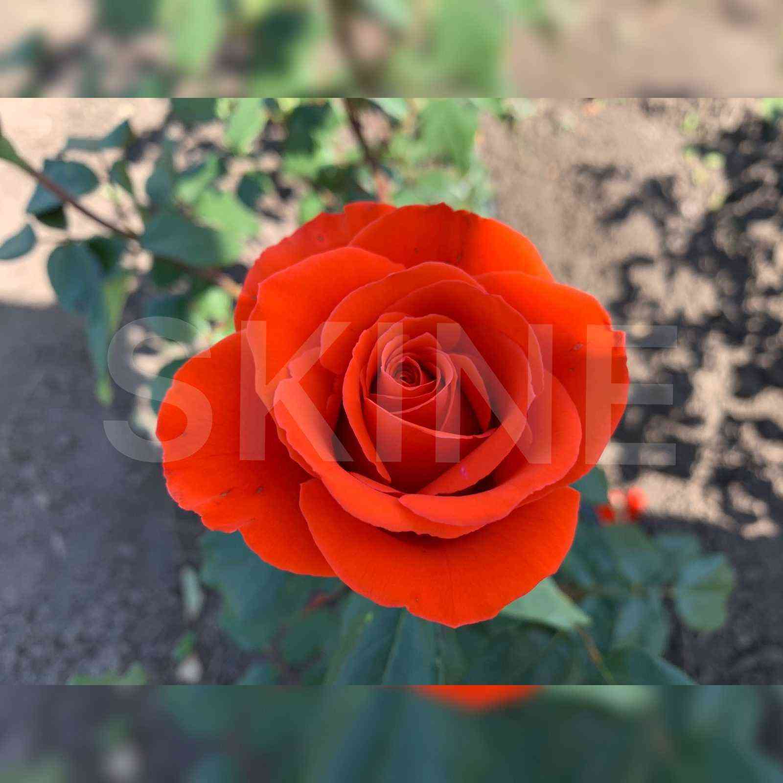 nina-1.jpg Нина (Nina)