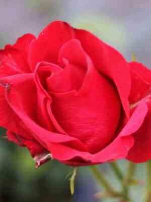 Нина Вейбул (Nina Weibull)