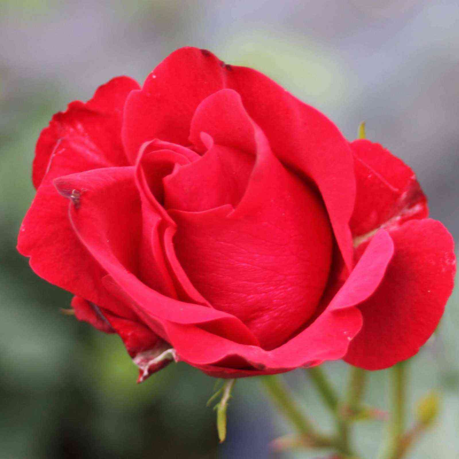 Нина Вейбул (Nina Weibull)