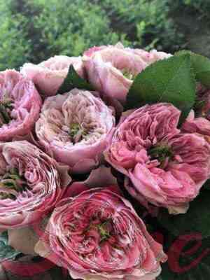 nortengerskoeabbatstvo_northangerabbey.jpg Нортенгерское Аббатство (Northanger Abbey)