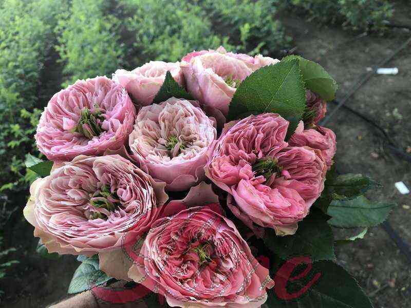 Нортенгерское Аббатство (Northanger Abbey)