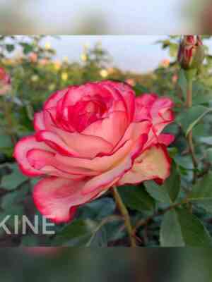 Ностальжи (Nostalgie)