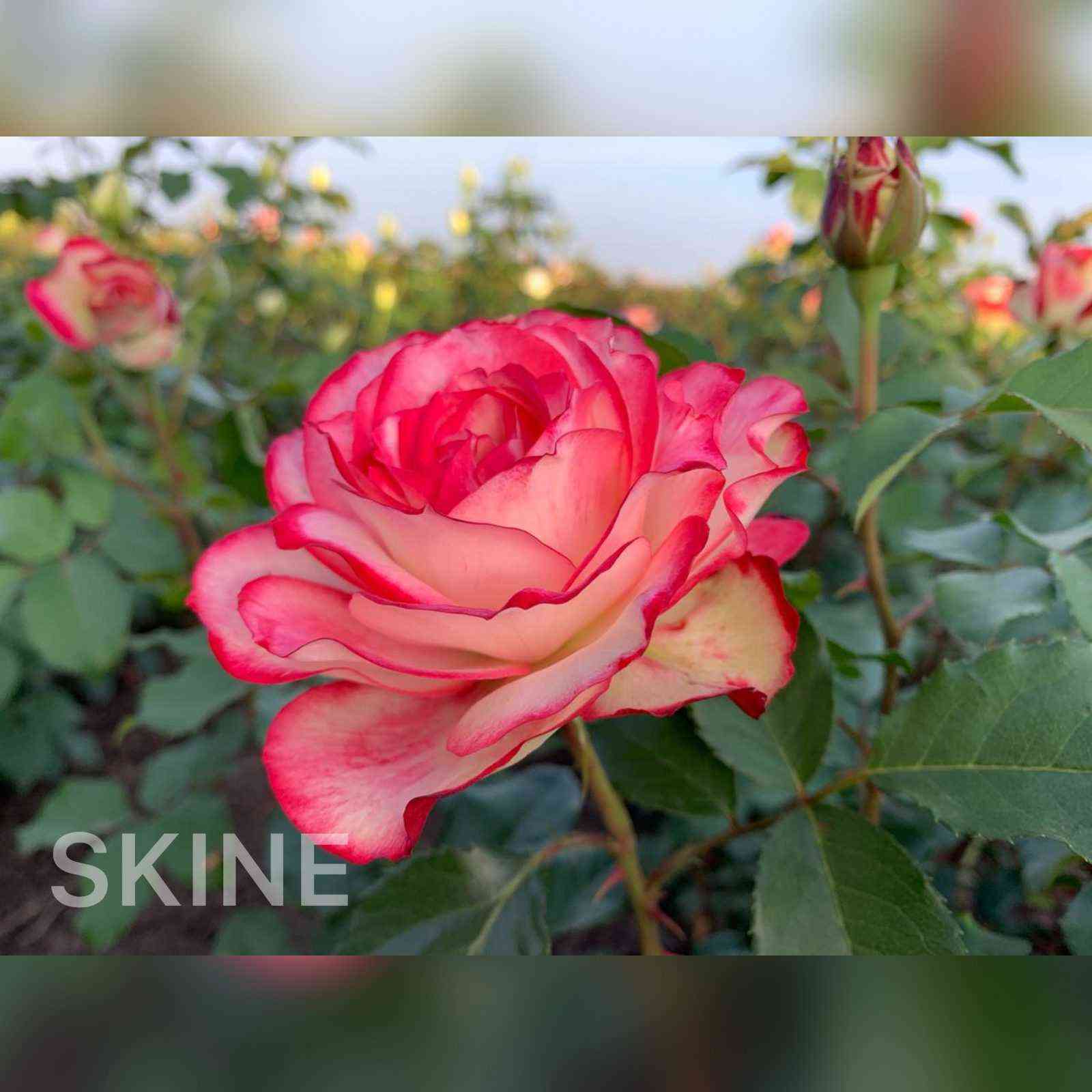 Ностальжи (Nostalgie)