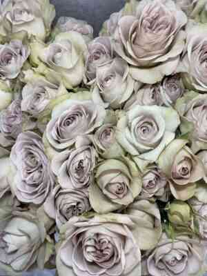 notr-dam.jpg Нотр Дам (Notre Dam GR)