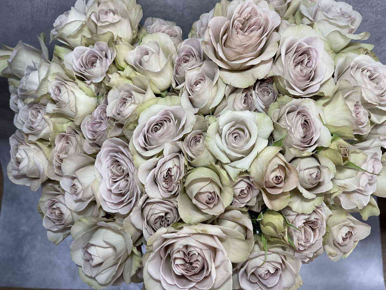 notr-dam.jpg Нотр Дам (Notre Dam GR)