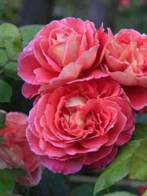 notrdamdyurozer_notredamedurosaire_optimized.jpg Нотр Дам дю Розер (Notre Dame du Rosaire)