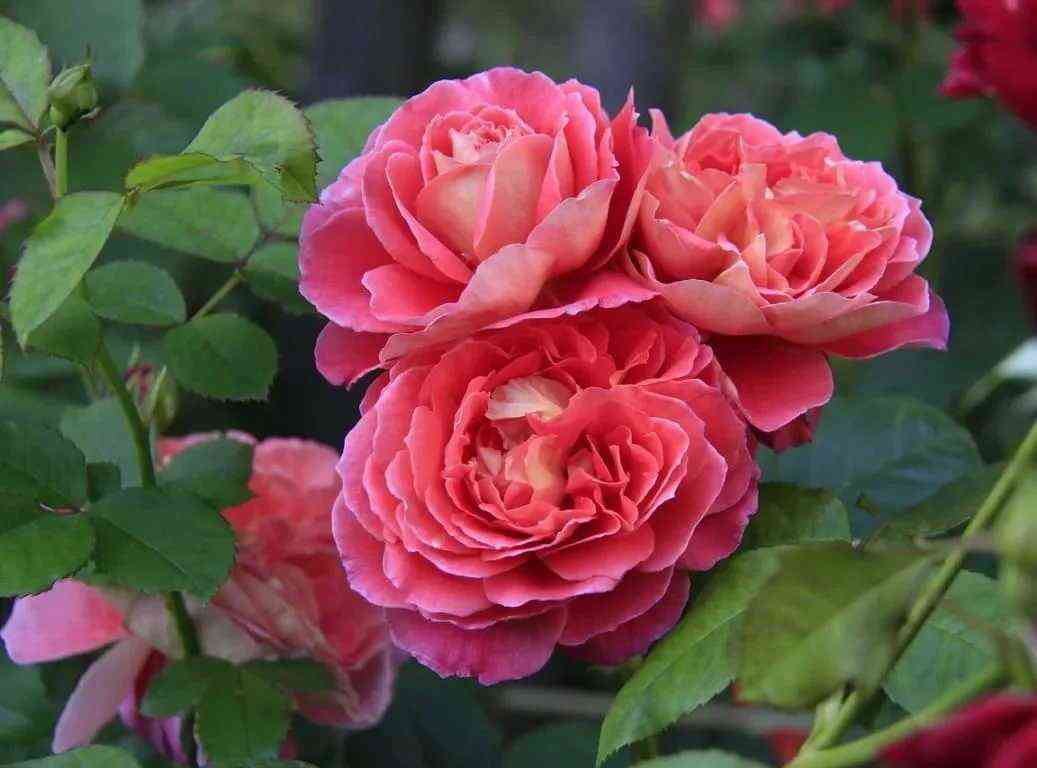 Нотр Дам дю Розер (Notre Dame du Rosaire)