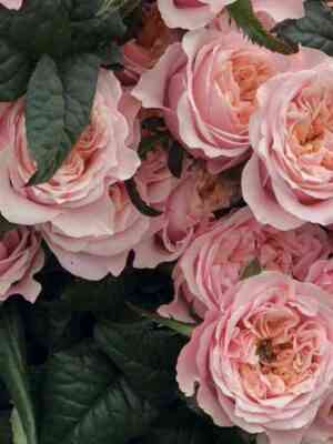 notting_hill.jpg Ноттинг Хилл (Notting Hill)