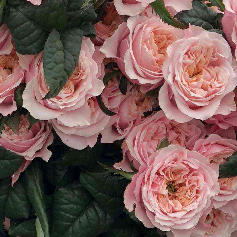 Ноттинг Хилл (Notting Hill)