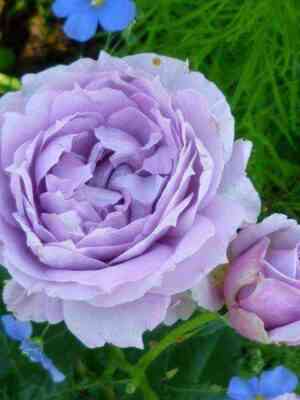 Новалис (Novalis)