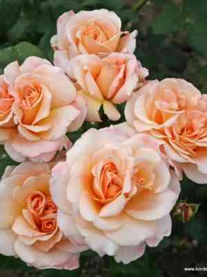 О Хэппи Дэй (Oh Happy Day)