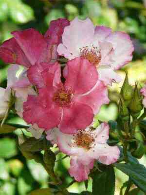 ochi_di_fata_barni.jpg Окки ди Фата (Occhi di Fata)