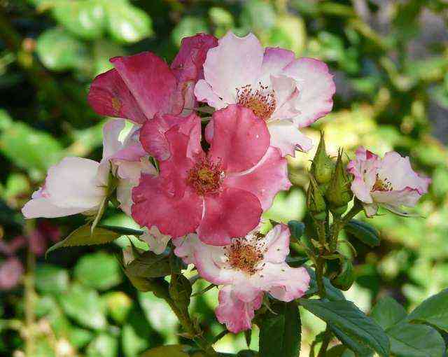 ochi_di_fata_barni.jpg Окки ди Фата (Occhi di Fata)