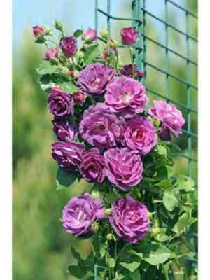 Одасьёз 21 (Audacieuse 21)