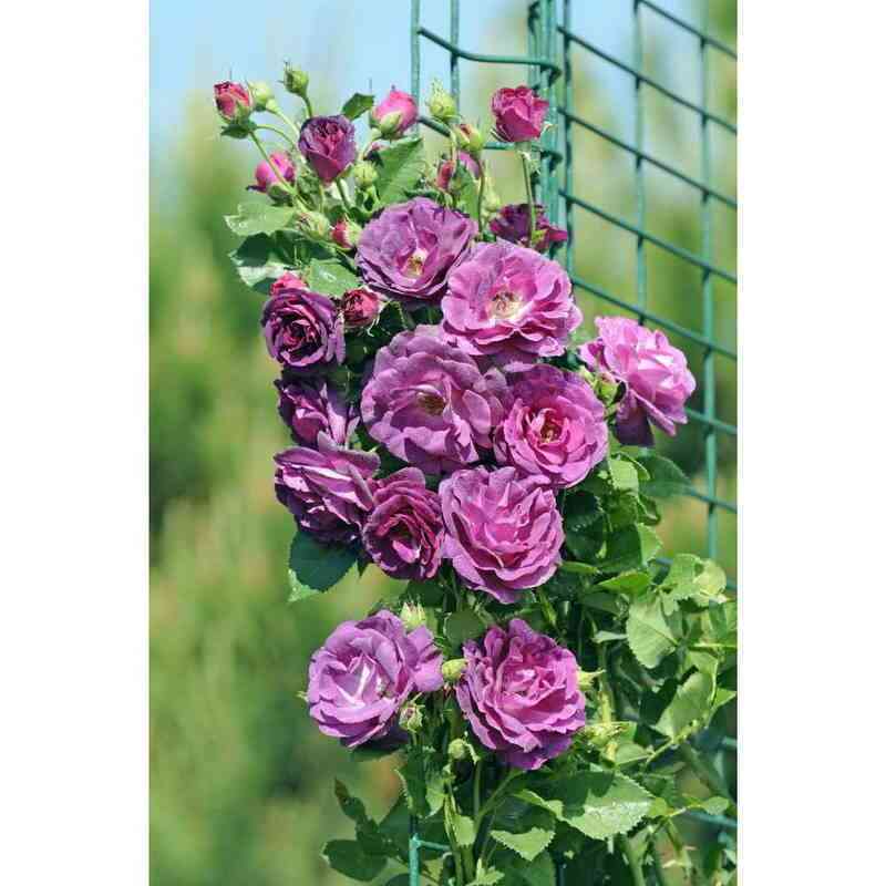 Одасьёз 21 (Audacieuse 21)