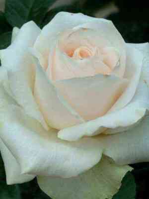 Клер Океан (Clear Ocean)