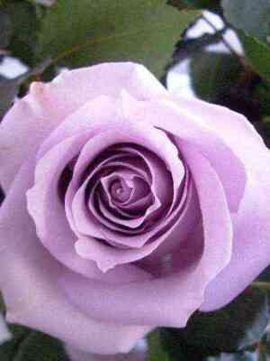 Океан Сонг (Ocean Song)