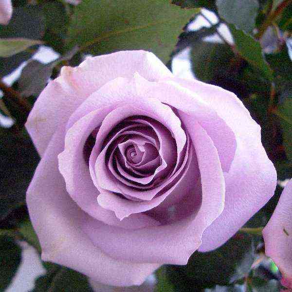 Океан Сонг (Ocean Song)