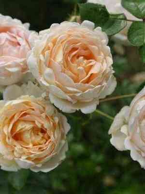 Олд Голд (Old Gold)