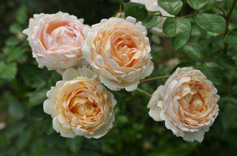 Олд Голд (Old Gold)