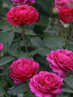 old_port.jpg Олд Порт (Old Port)