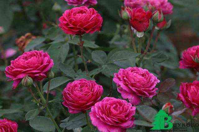 Олд Порт (Old Port)