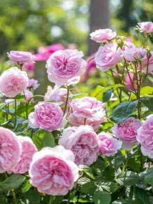 Оливия Роуз (Olivia Rose Austin)