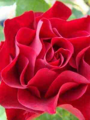 Омаж Барбара (Hommage a Barbara)