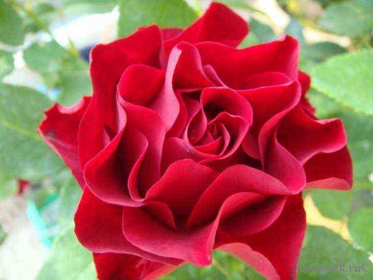 Омаж Барбара (Hommage a Barbara)