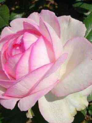 Оноре де Бальзак (Honore de Balzac)