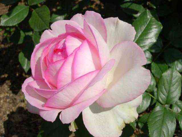 Оноре де Бальзак (Honore de Balzac)