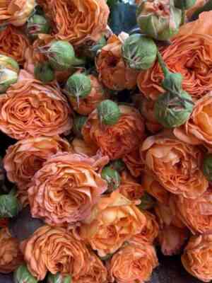 Оранж Трендсеттер (Orange Trendsetter)