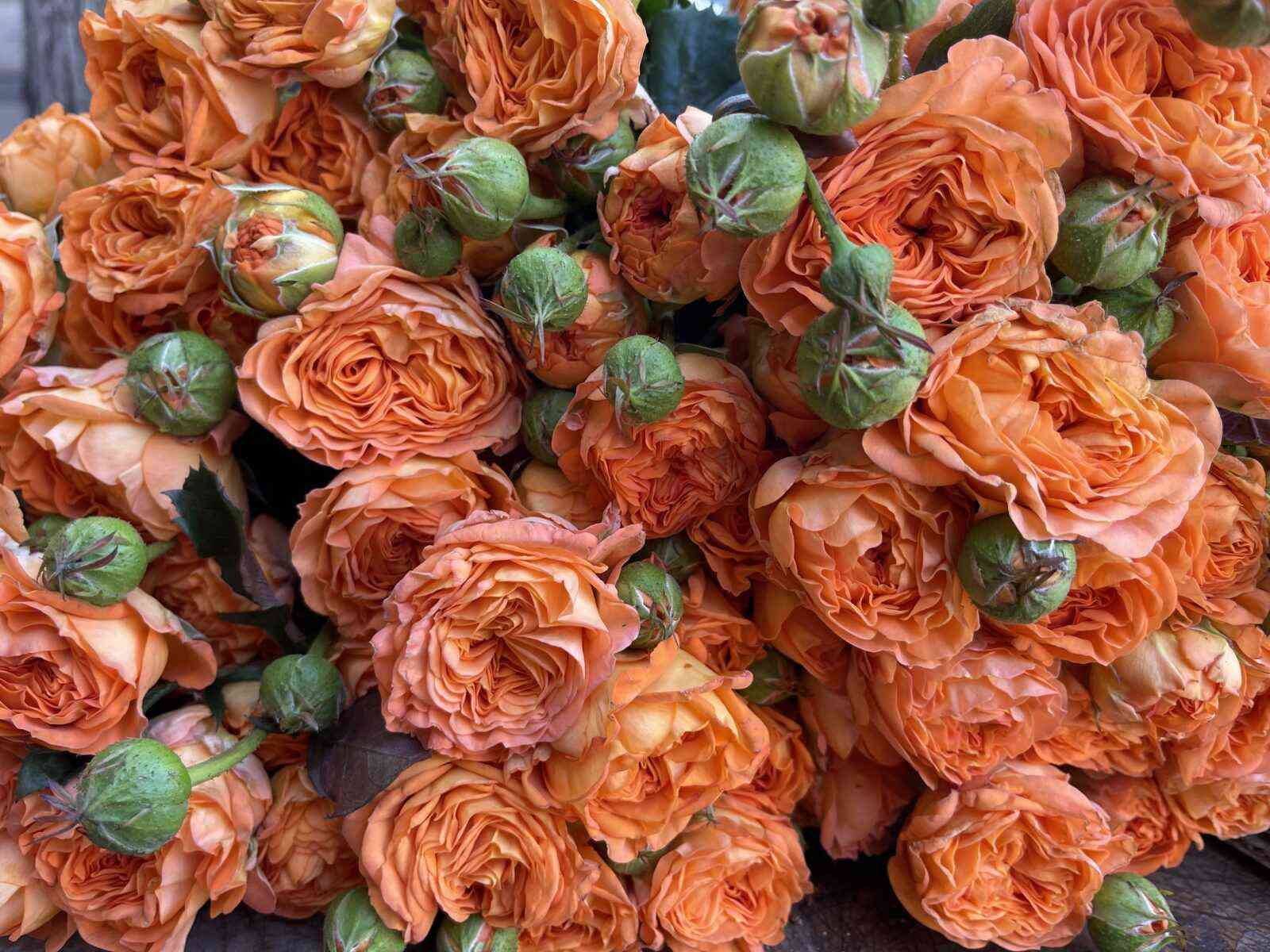 Оранж Трендсеттер (Orange Trendsetter)