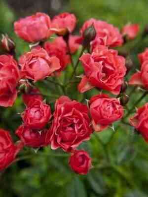 Оранж Триумф (Orange Triumph)