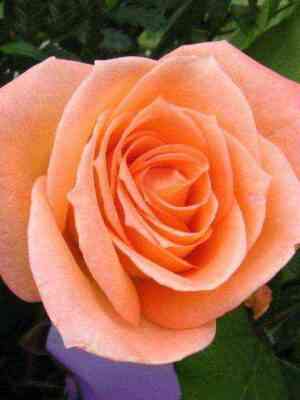 Оранж Джус (OrageJuice)