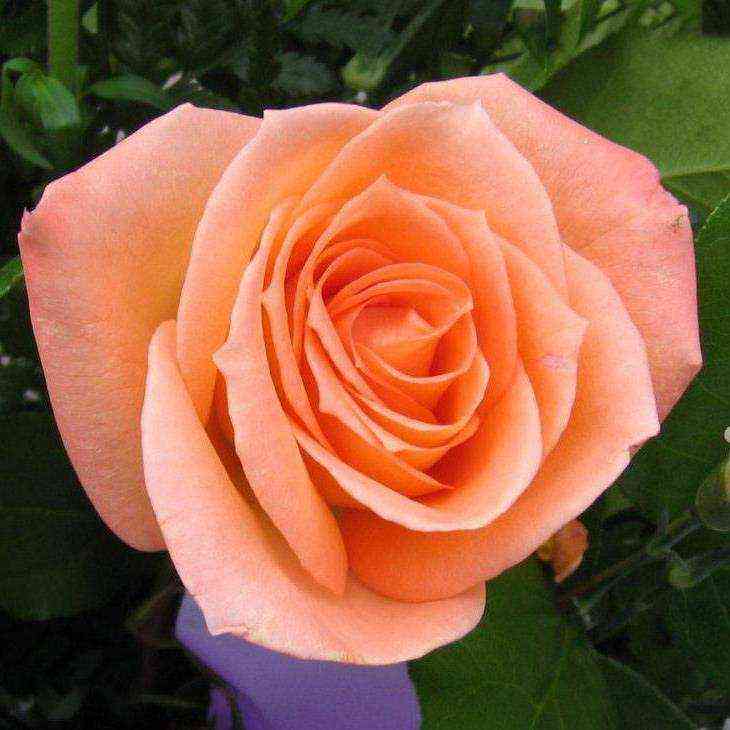 Оранж Джус (OrageJuice)