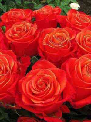 Оранж Краш (Orange Crush)