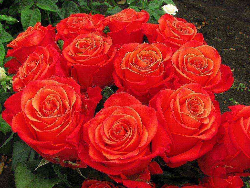 Оранж Краш (Orange Crush)