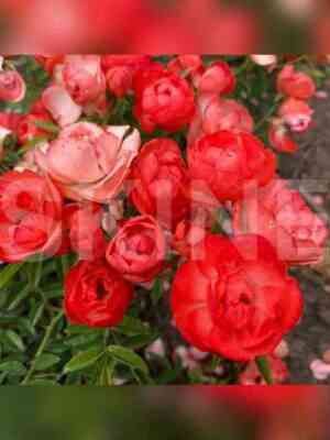 Оранж Морсдаг (Orange Morsdag)