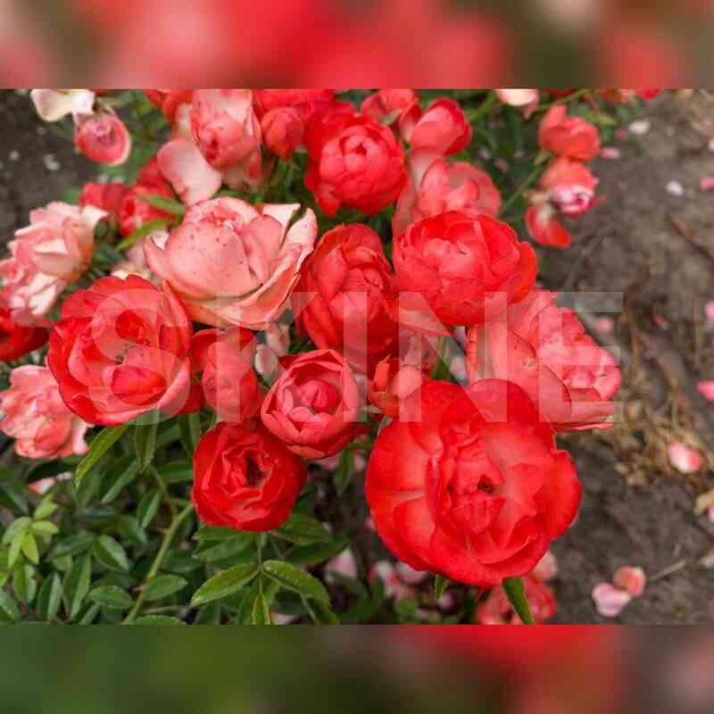 Оранж Морсдаг (Orange Morsdag)