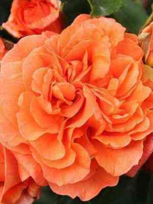 oranzheri_orangerie_optimized.jpg Оранжери (Orangerie)