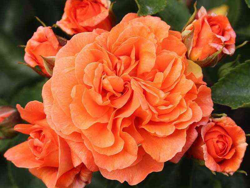 Оранжери (Orangerie)