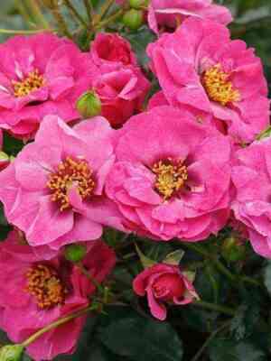 orienta-dzhamilja.jpg Ориента Джамиля (Orienta Djamila)