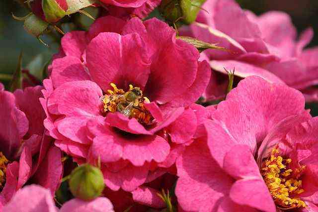 orienta-dzhamilja1.jpg Ориента Джамиля (Orienta Djamila)